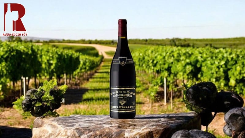 Mua Rượu Vang Pháp Đỏ Domaine Camus Pere et Fils Mazy Chambertin Grand Cru