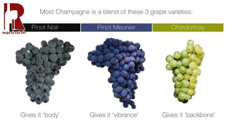 Rượu Champagne được làm từ 3 giống nho Pinot Noir, Pinot Meunier và Chardonnay.