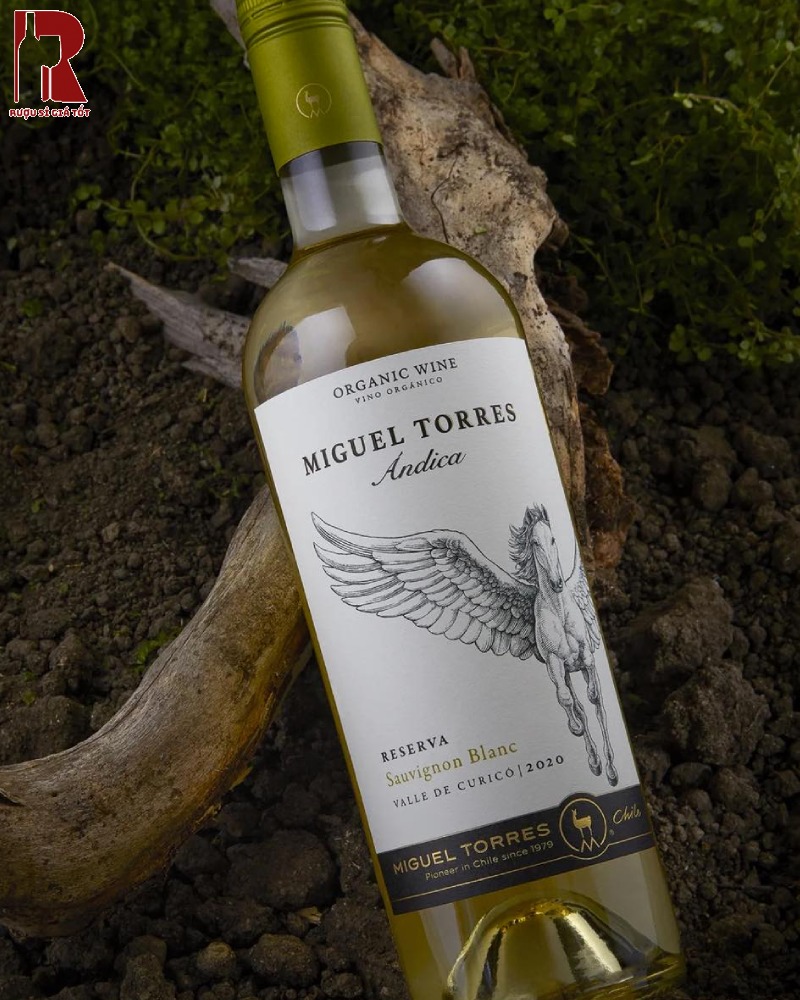Mua Rượu Vang Chile Trắng Miguel Torres Andica Reserva Hảo Hạng
