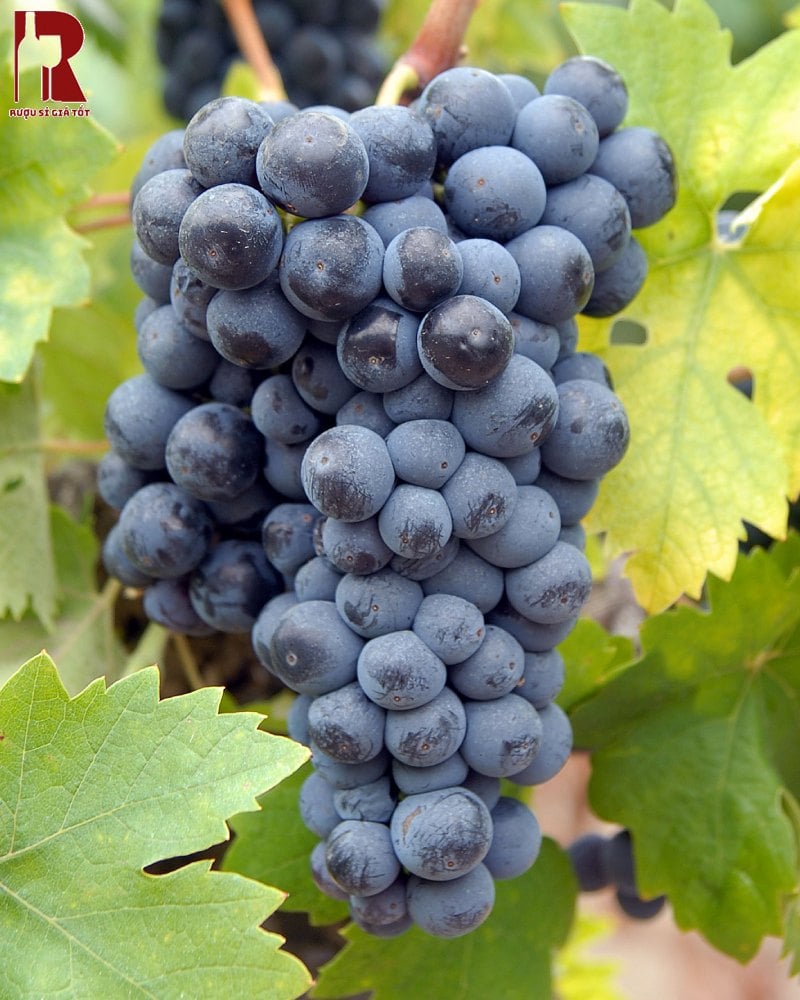 Rượu vang đỏ phần lớn được làm từ nho Cabernet Sauvignon, Merlot và Syrah
