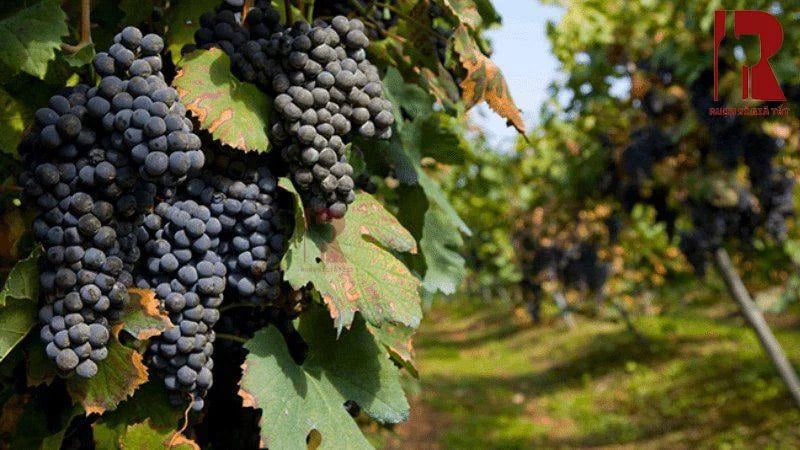 Rượu vang Ý làm từ giống nho gì?