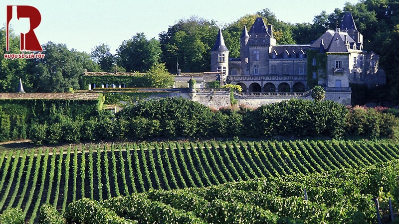 Merlot, Cabernet Sauvignon và Cabernet Franc là các giống nho chính của rượu vang Bordeaux