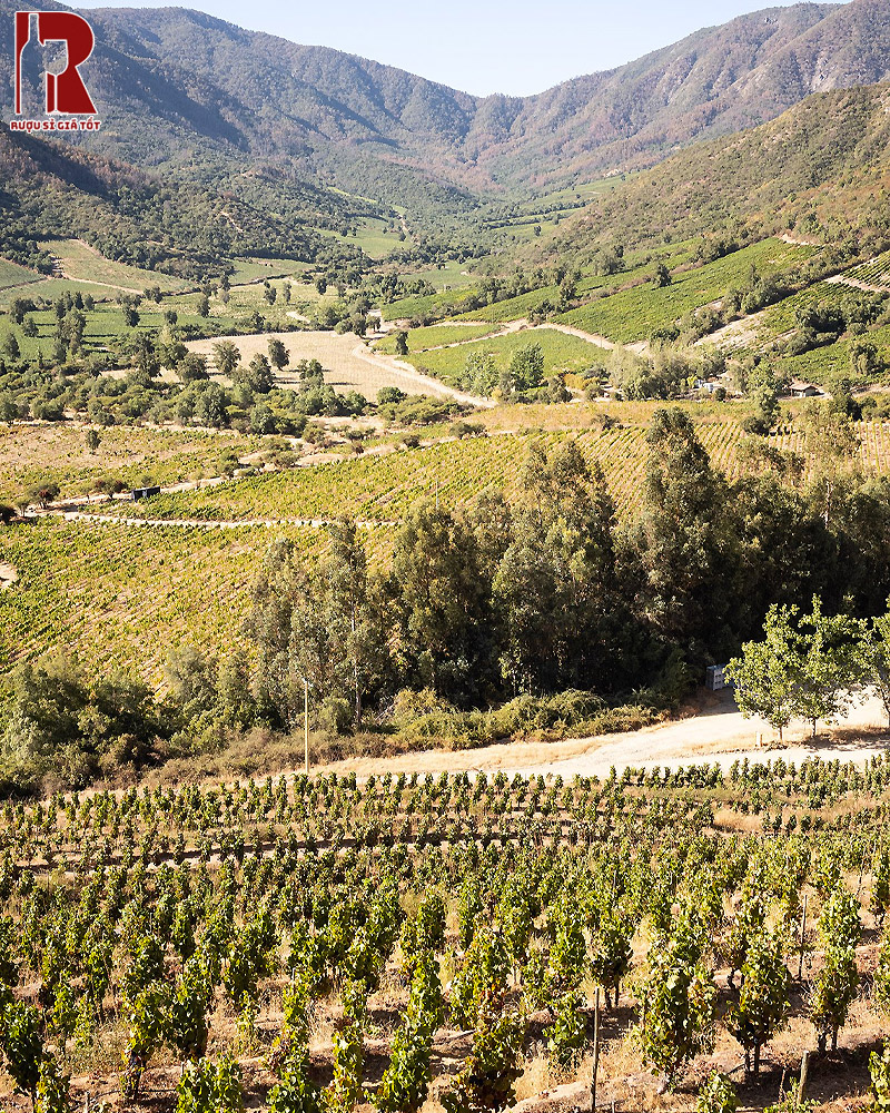 Các giống nho được sử dụng tại vùng Colchagua Valley là Syrah, Cabernet Sauvignon...
