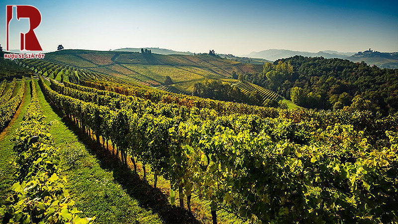 Khí hậu và thổ nhưỡng đóng vai trò quan trọng trong việc hình thành rượu Vang Puglia