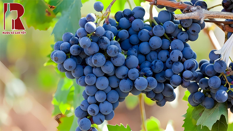 Primitivo, Negroamaro và Malvasia Nera là các giống nho bản địa làm nên rượu Vang Puglia