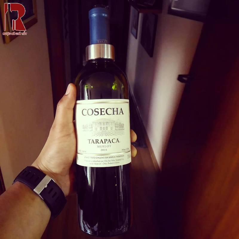Rượu Vang Chile Đỏ Tarapaca Cosecha