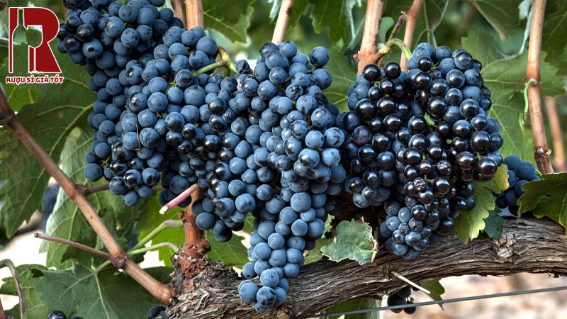 nguồn gốc và quy trình sản xuất vang Tempranillo