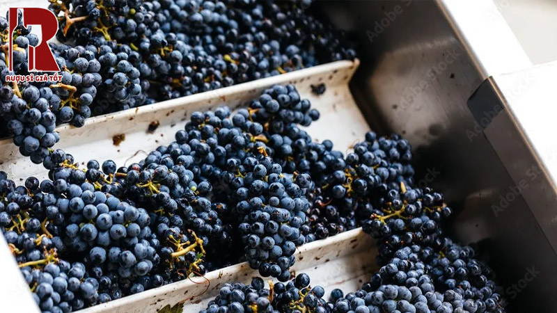 Mua rượu vang nho Tempranillo giá rẻ