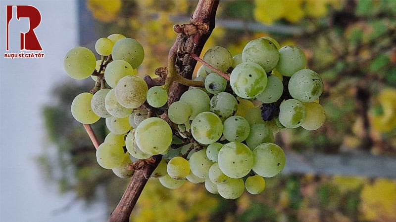 Vang Nổ Riesling