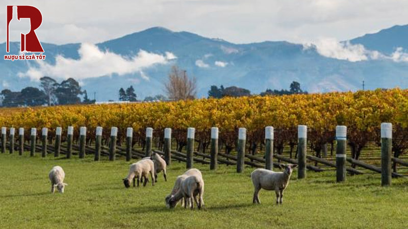 Hương vị vang New Zealand có dễ uống không?