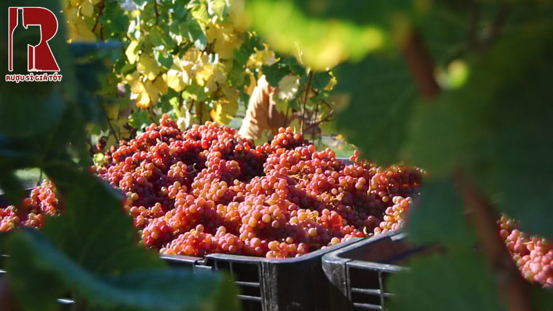 Rượu vang New Zealand làm từ giống nho gì?