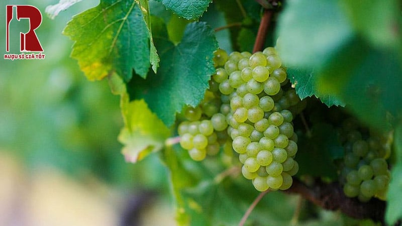 Vang Ngọt Chenin Blanc