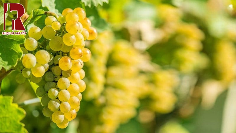 Vang Ngọt Riesling
