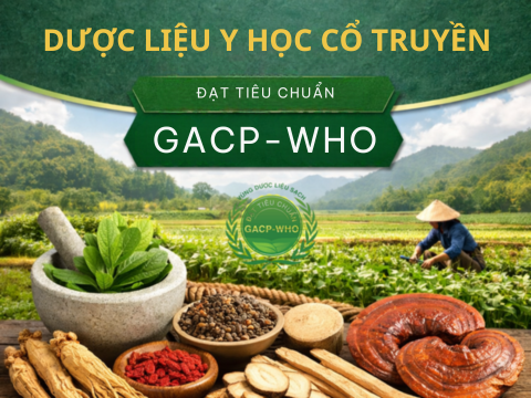 Dược Liệu Y Học Cổ Truyền Đạt Tiêu Chuẩn GACP–WHO