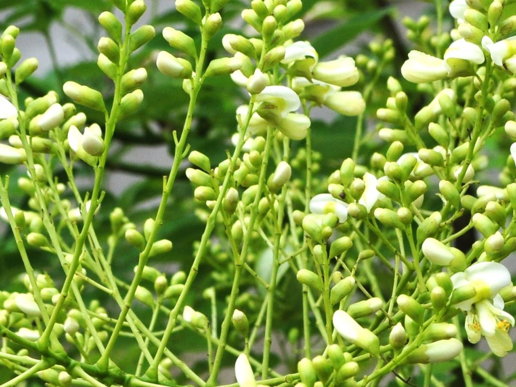 Hoa Hòe giảm huyết áp thanh nhiệt và các bài thuốc dân gian