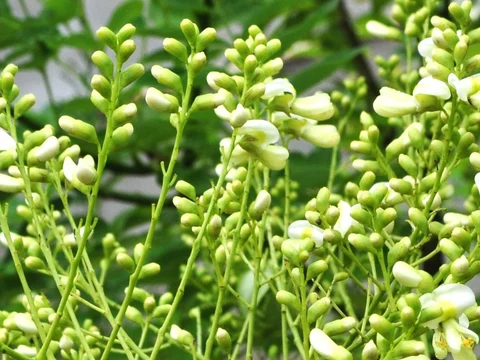 Dược liệu Hòe: Đặc điểm, công dụng và cách dùng