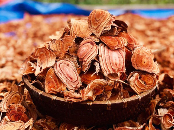 Kê Huyết Đằng chữa bệnh gì? Hỗ trợ đau xương khớp hiệu quả