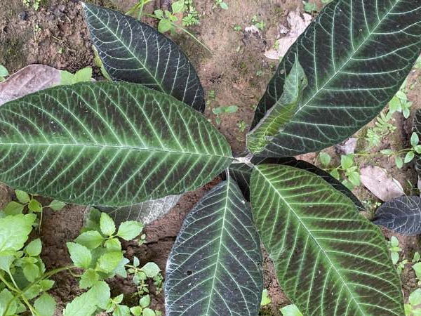 Lá Khôi Tía (Folium Ardisiae) hỗ trợ điều trị viêm loét dạ dày và đầy hơi