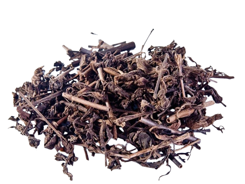 Nhân Trần – Dược liệu giải nhiệt, mát gan và cách pha trà đúng chuẩn