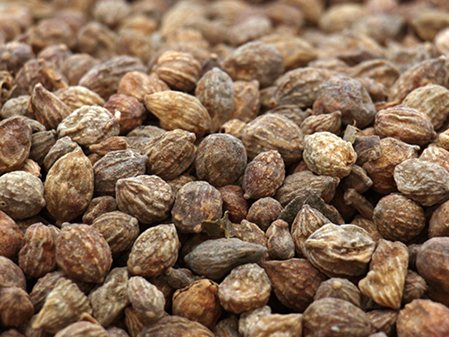 Tìm hiểu về Sa Nhân