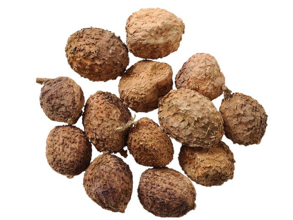 Những loại dược liệu quý đang được trồng tại Nhà máy Bông Sen Vàng Tuyên Quang