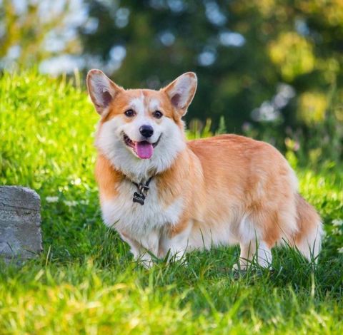 Cách Nhận Biết và Trị Ve Chó An Toàn Bằng Nguyên Liệu Tự Nhiên