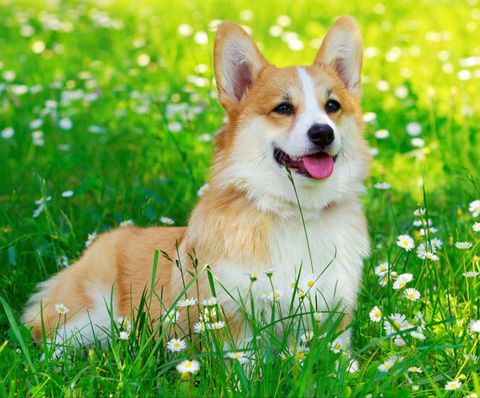 Hướng Dẫn Chi Tiết Cách Chữa Bệnh Ghẻ, Chó Bị Viêm Da Rụng Lông 2025