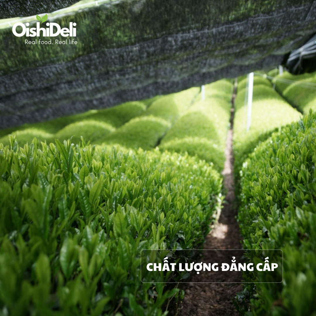 Giá matcha Nhật Bản tăng, F&B Việt Nam tìm kiếm nguồn cung Trung Quốc