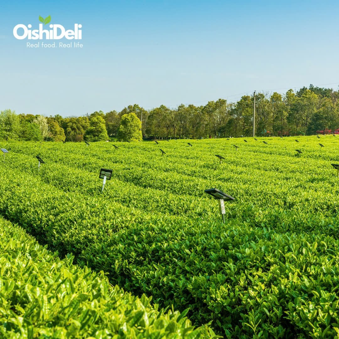 Matcha Quý Châu Cao Cấp – Hành Trình Từ Nông Trại Đến Ly Trà Chuẩn Vị