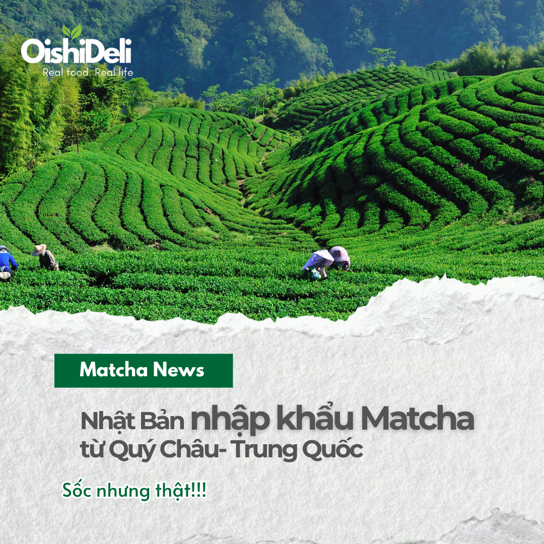Tại Sao Nhật Bản Nhập Khẩu Matcha Từ Quý Châu? | Oishideli Việt Nam