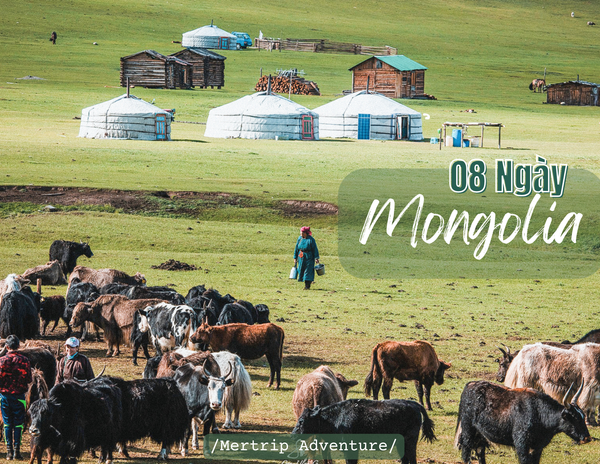 🇲🇳 Mông Cổ 8 ngày - Nhẹ nhàng khám phá đời sống du mục