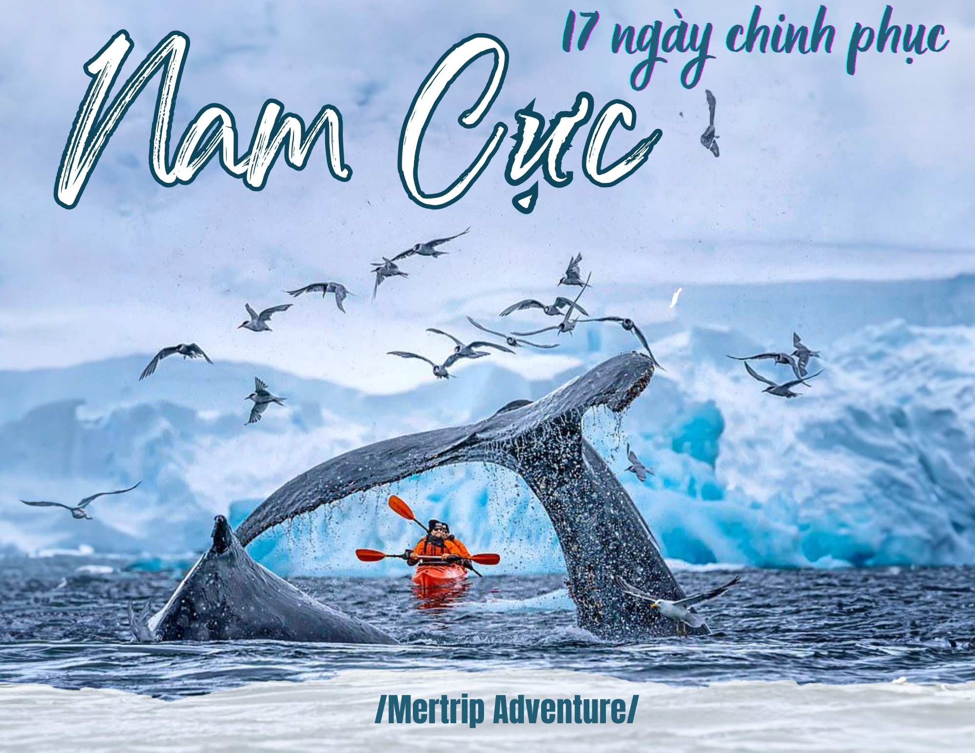 Nam Cực - 17 Ngày Chinh Phục Vùng Đất Băng Giá ❄️🐬