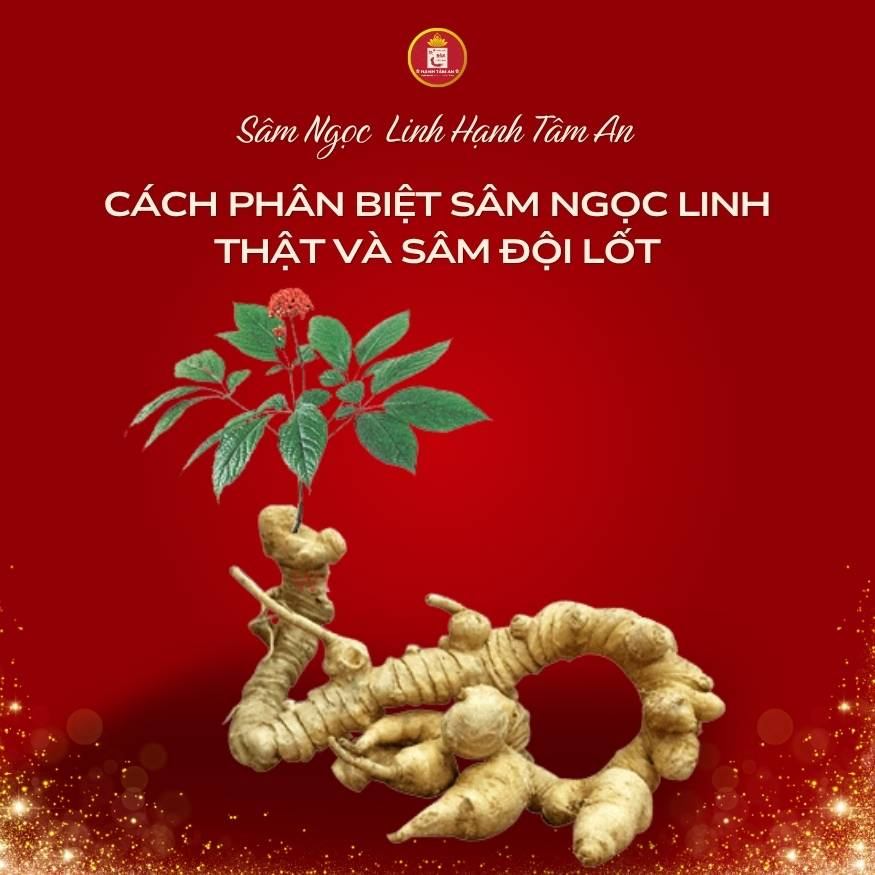 Cách phân biệt Sâm Ngọc Linh thật và sâm đội lốt