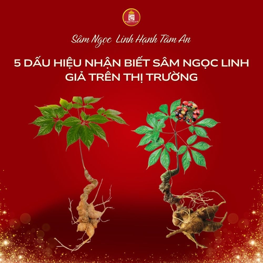 5 dấu hiệu nhận biết Sâm Ngọc Linh giả trên thị trường