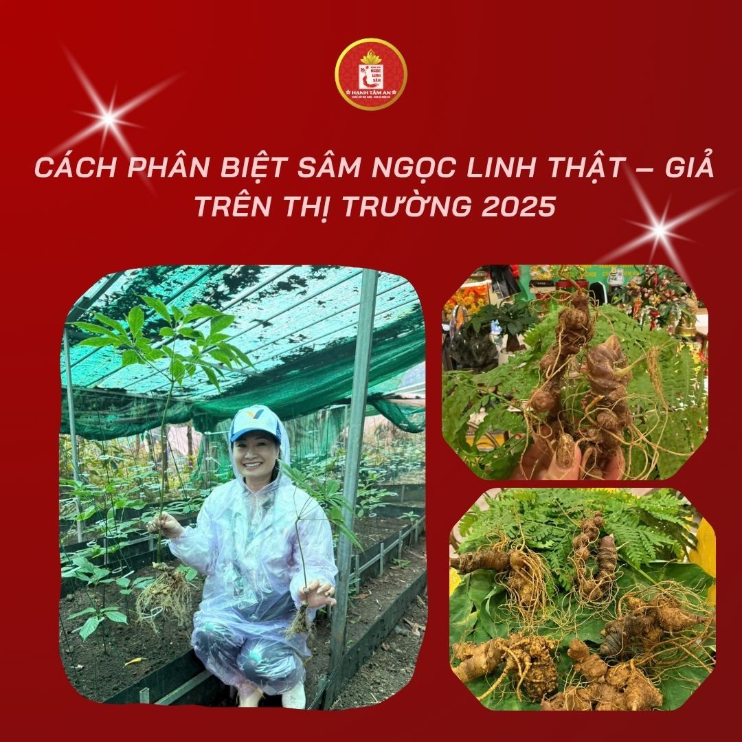 Cách Phân Biệt Sâm Ngọc Linh Thật – Giả Trên Thị Trường 2025