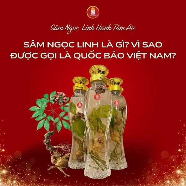 Sâm Ngọc Linh là gì? Vì sao được gọi là quốc bảo Việt Nam?