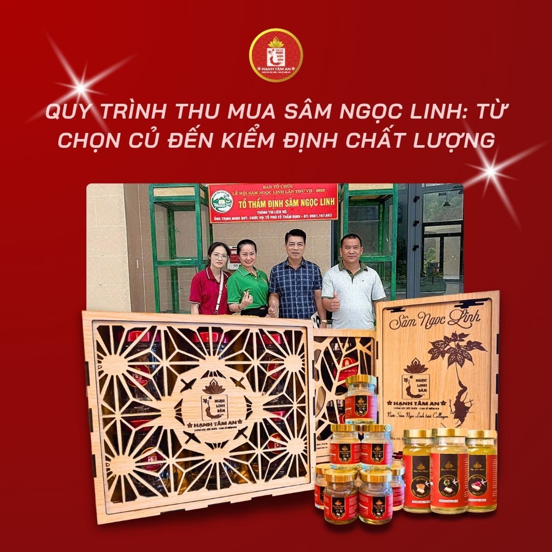 Quy trình thu mua Sâm Ngọc Linh: Từ chọn củ đến kiểm định chất lượng