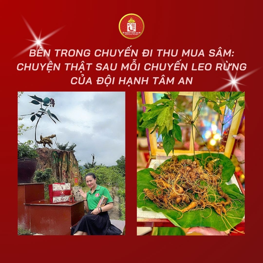 Bên trong chuyến đi thu mua sâm: Chuyện thật sau mỗi chuyến leo rừng của đội Hạnh Tâm An
