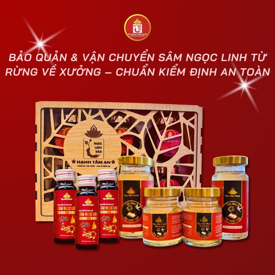 Bảo quản & vận chuyển Sâm Ngọc Linh từ rừng về xưởng – Chuẩn kiểm định an toàn