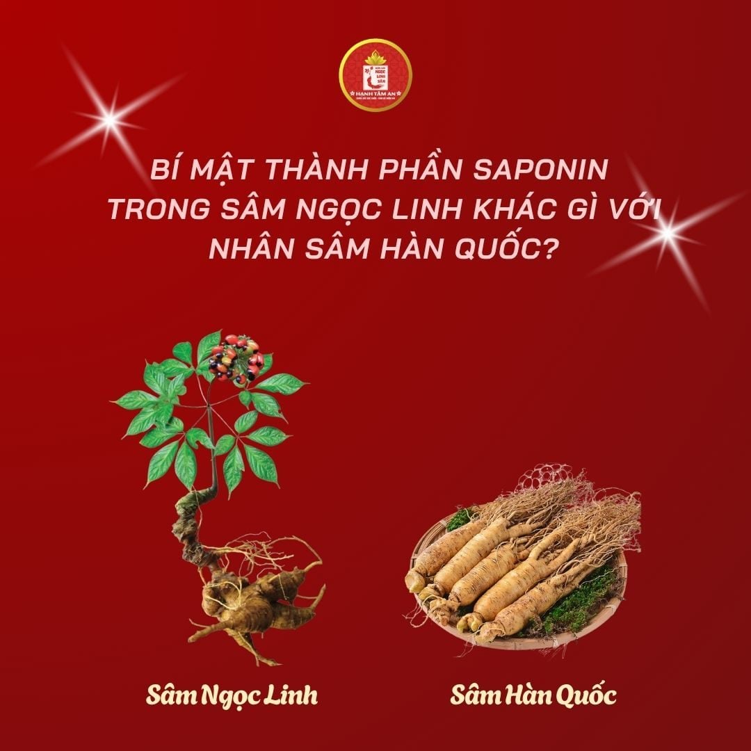 Bí Mật Thành Phần Saponin Trong Sâm Ngọc Linh – Khác Gì Với Nhân Sâm Hàn Quốc?