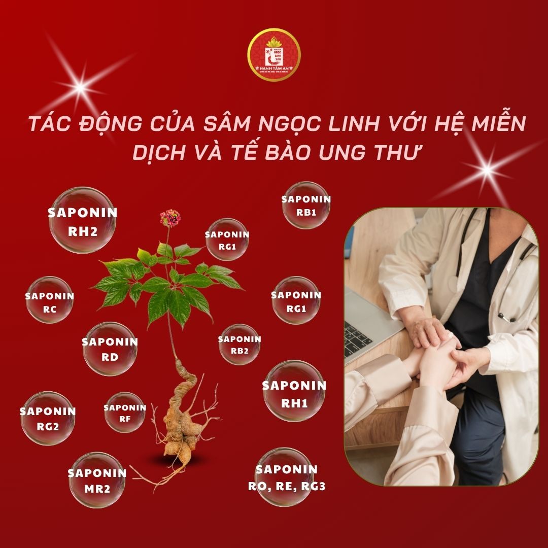 Tác Động Của Sâm Ngọc Linh Với Hệ Miễn Dịch Và Tế Bào Ung Thư