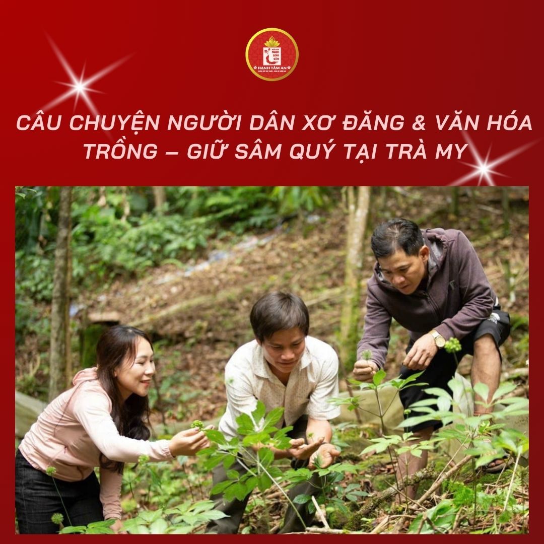 Câu Chuyện Người Dân Xơ Đăng & Văn Hóa Trồng – Giữ Sâm Quý Tại Trà My
