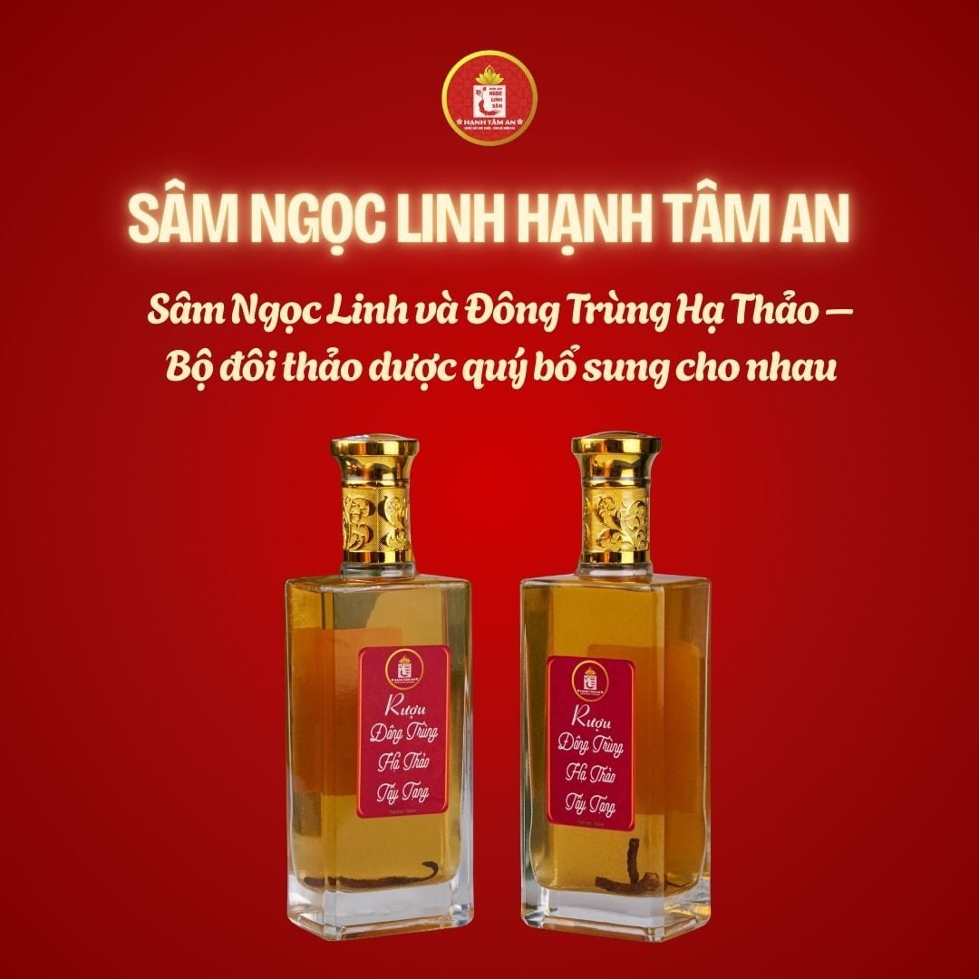 Sâm Ngọc Linh và Đông Trùng Hạ Thảo – Bộ đôi thảo dược quý bổ sung cho nhau