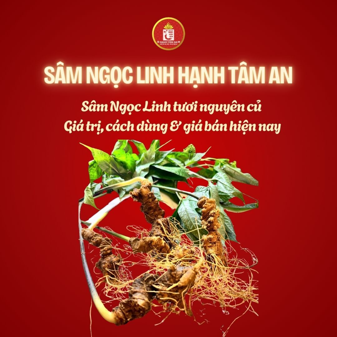 Sâm Ngọc Linh tươi nguyên củ – Giá trị, cách dùng & giá bán hiện nay