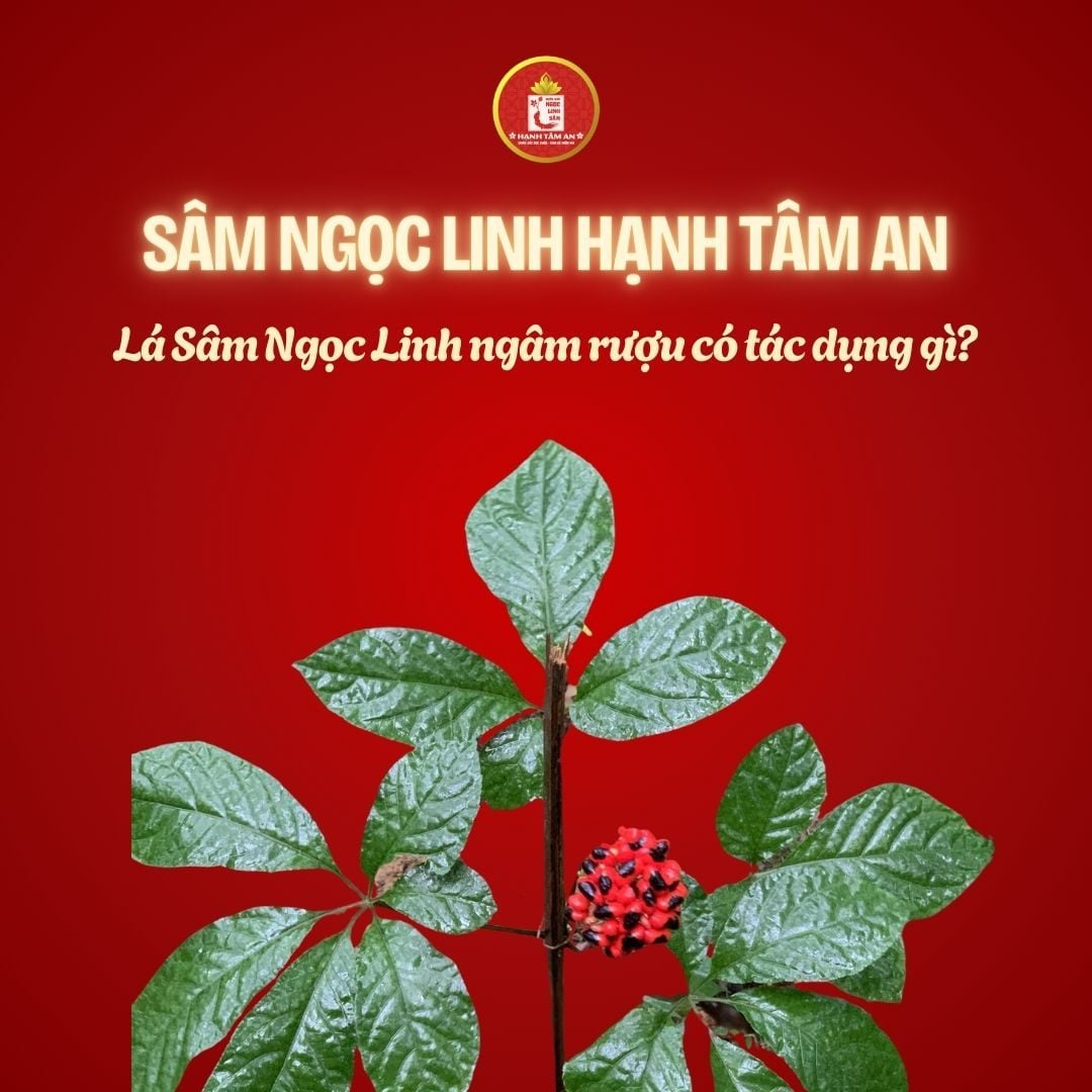 Lá Sâm Ngọc Linh ngâm rượu có tác dụng gì?