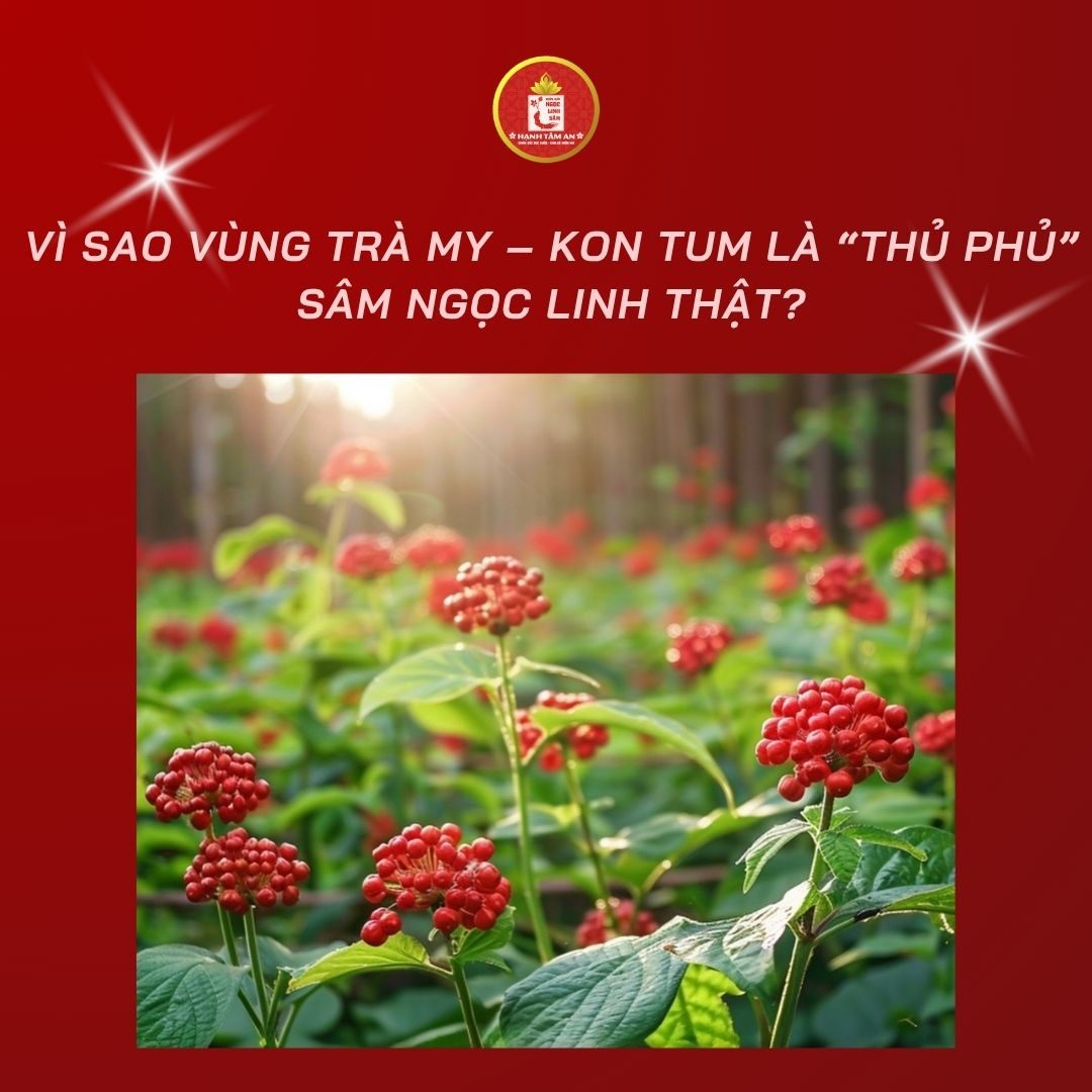 Vì sao vùng Trà My – Kon Tum là “thủ phủ” Sâm Ngọc Linh thật?