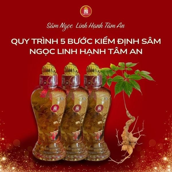 Quy trình 5 bước kiểm định Sâm Ngọc Linh Hạnh Tâm An