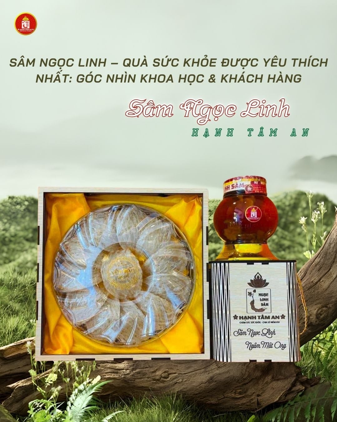 Sâm Ngọc Linh – Quà Sức Khỏe Được Yêu Thích Nhất: Góc Nhìn Khoa Học & Khách Hàng