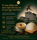 Nhà yến và câu chuyện 