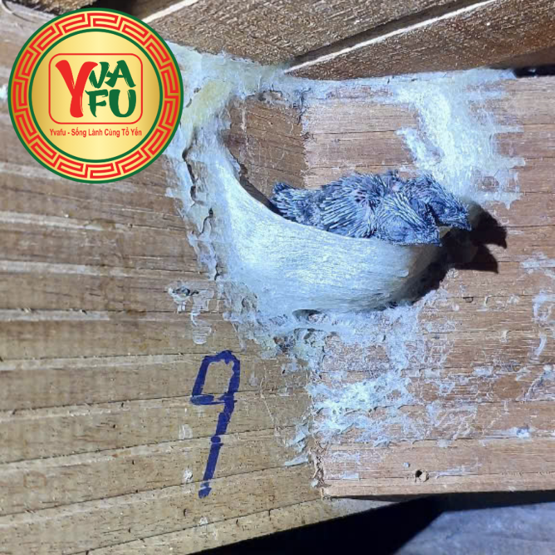 Thời gian chim yến làm tổ và thu hoạch tổ yến